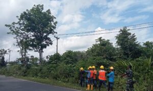 Peteguas PLN melakukan penertiban jarak aman 3 meter tiang listrik terhadap pohon (Dok. Humas PLN UID S2JB / Seputarsumatera.com)