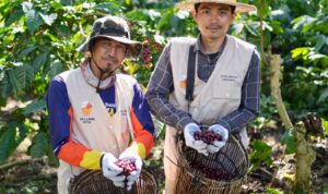 Pertamina Patra Niaga Regional Sumatera Bagian Selatan (Sumbagsel) membina Kopi Petani Kite (Dok. Humas Pertamina Patra Niaga Sumbagsel / Seputarsumatera.com)