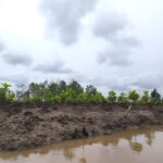 Lokasi lahan konservasi mangrove di Desa Sungsang IV Kabupaten Banyuasin Sumsel (Nefri Inge / Seputarsumatera.com)