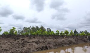 Lokasi lahan konservasi mangrove di Desa Sungsang IV Kabupaten Banyuasin Sumsel (Nefri Inge / Seputarsumatera.com)