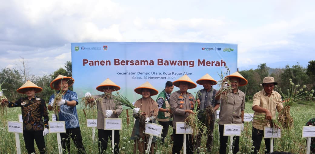 Panen bawang merah, kolaborasi epik Bank Indonesia dengan Pemkot Pagar Alam Sumsel (Dok. Humas Bank Indonesia Sumsel / Seputarsumatera.com)