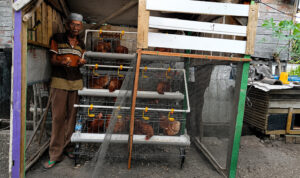 Foto Ayam 3